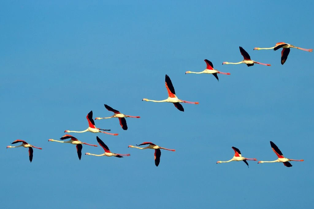 Flamingos flying in formation