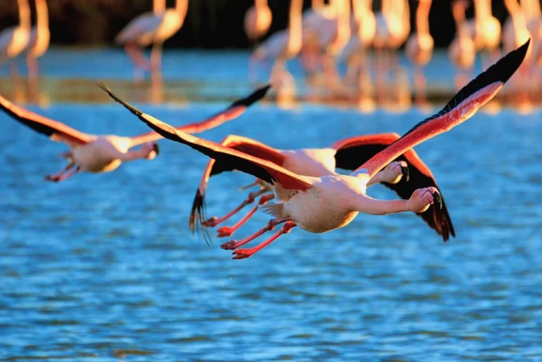 Flamingos flying above water