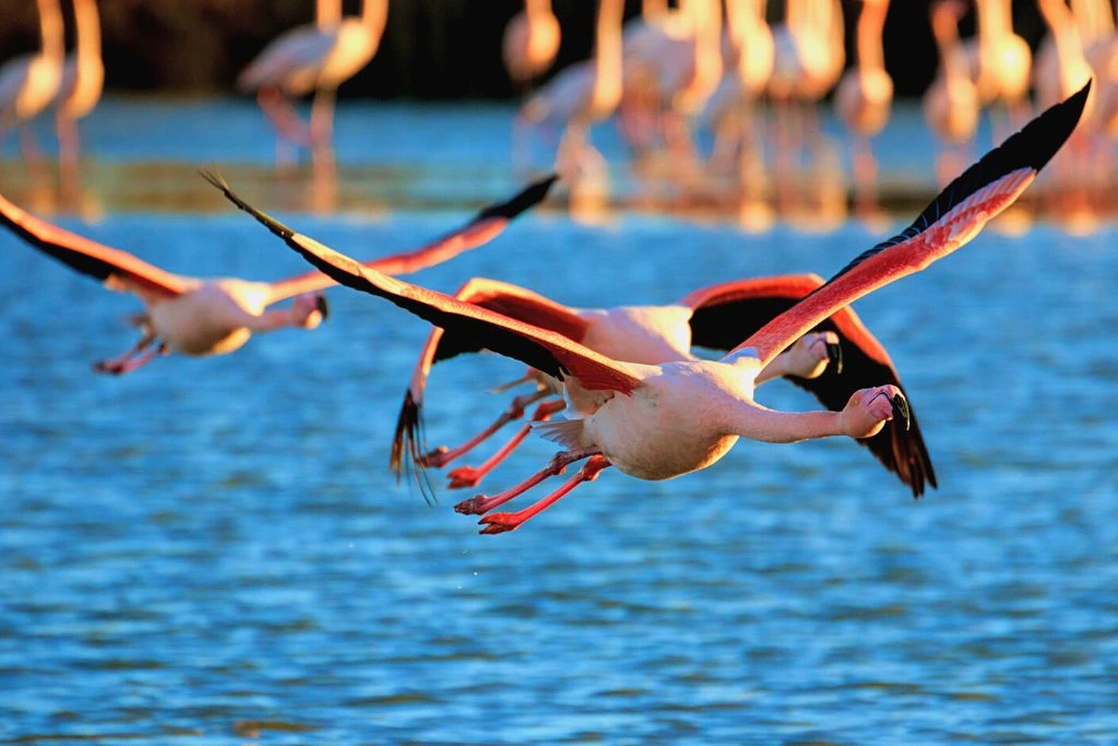 Flamingos flying above water