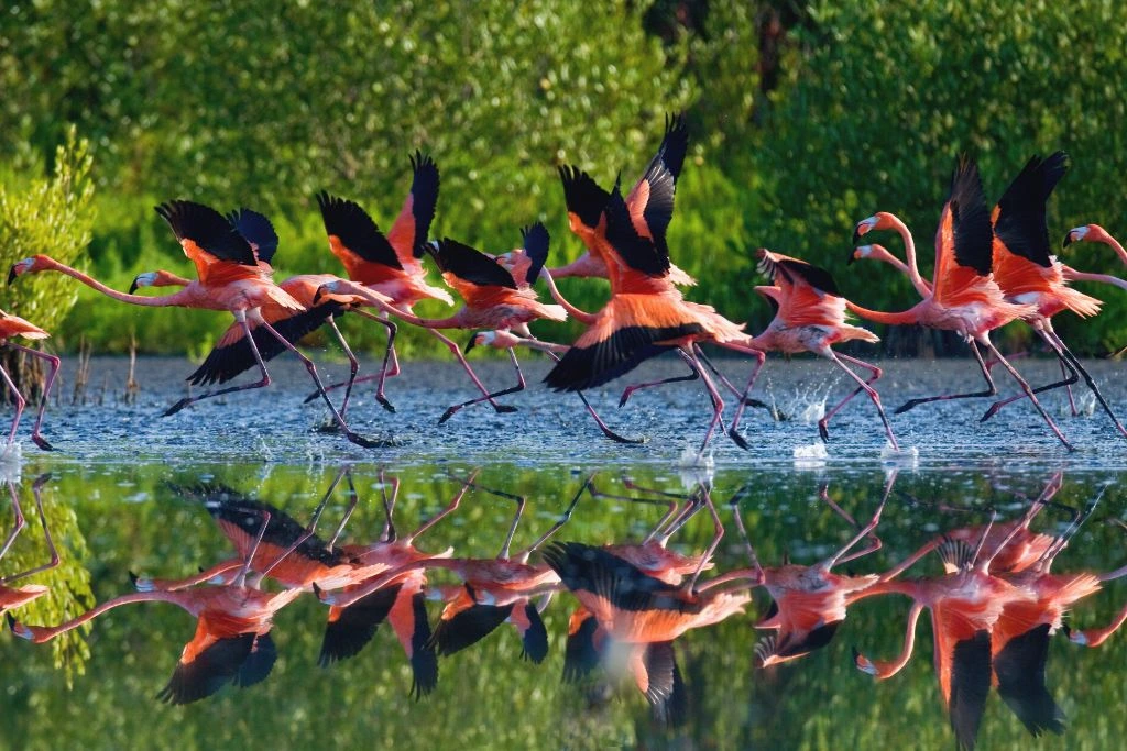 A flock of flamingos was starting to fly above the water