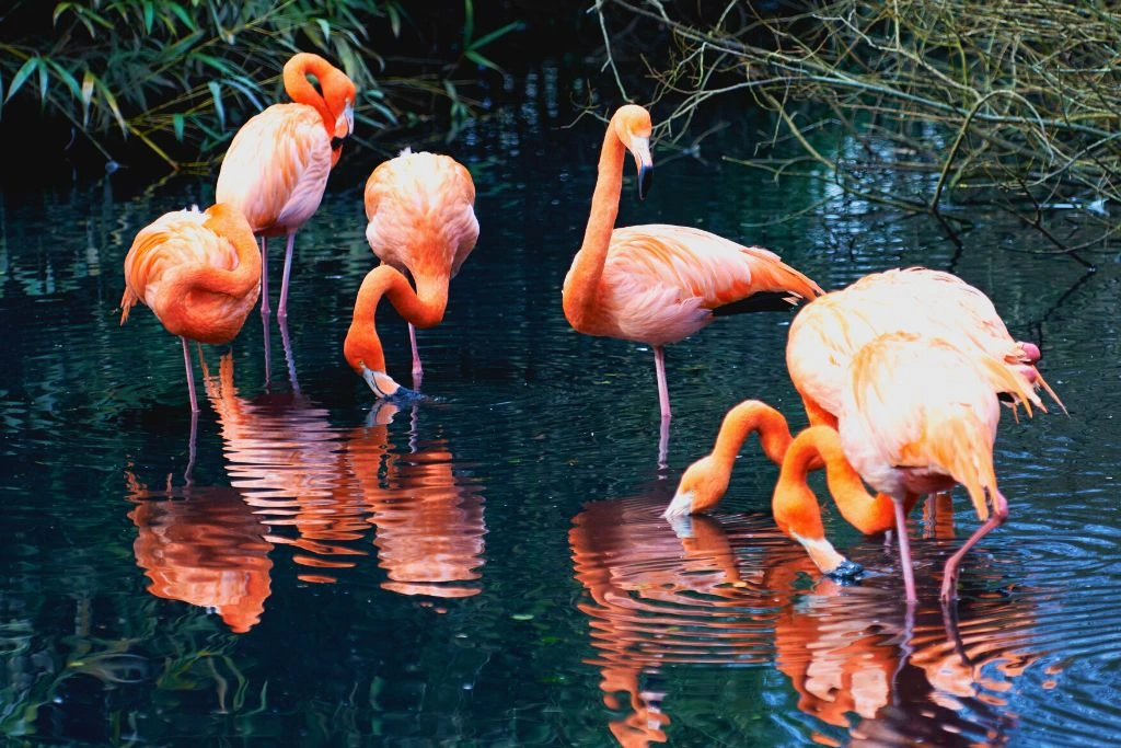 A flock of Flamingos immerses themselves in a lagoon, surrounded by plant life 