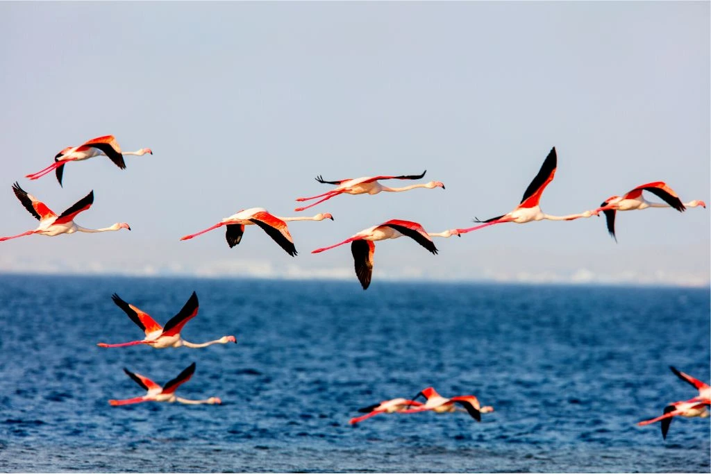 A flock of flamingo flying above the water