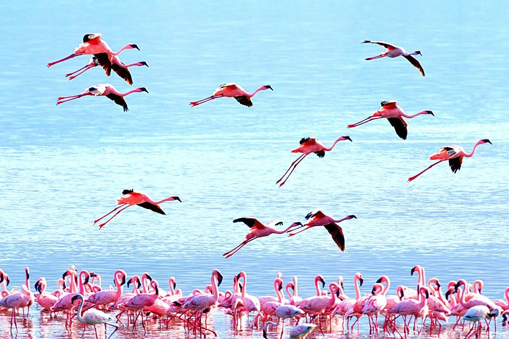 Some of the flamingos are flying above sea level and some were bathing in the water