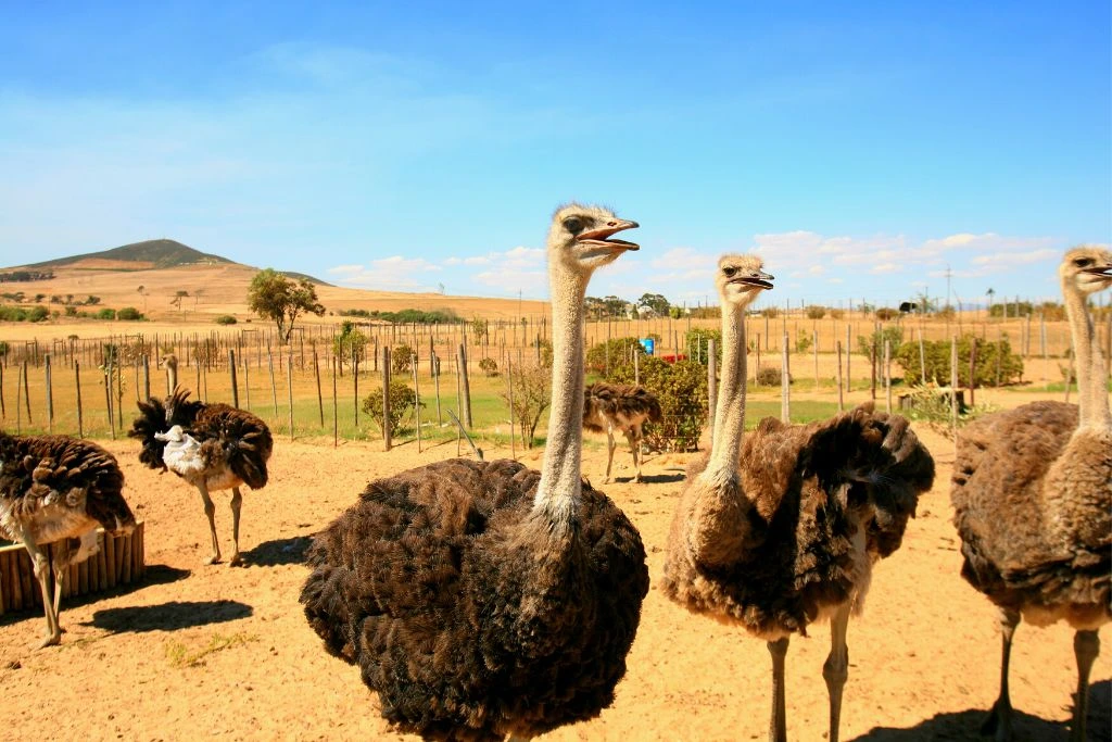 ostriches standing around a greenfield farm