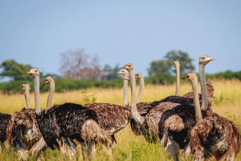 ostriches standing next to each other in green field