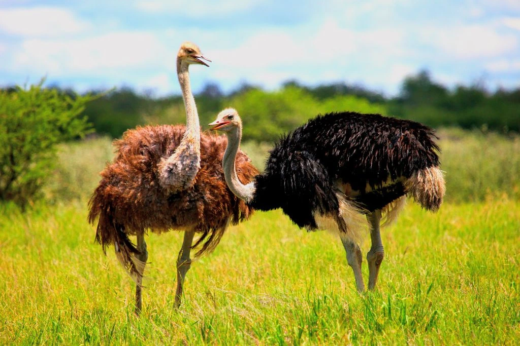 Two majestic ostriches stand side by side against the vast backdrop of a lush green field.
