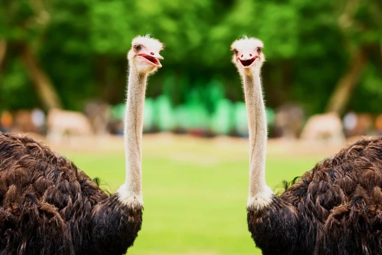 two ostriches standing next to each other