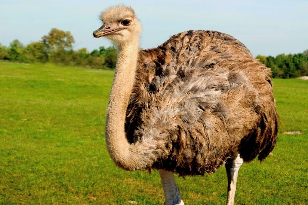ostrich standing with a background of spacious green field