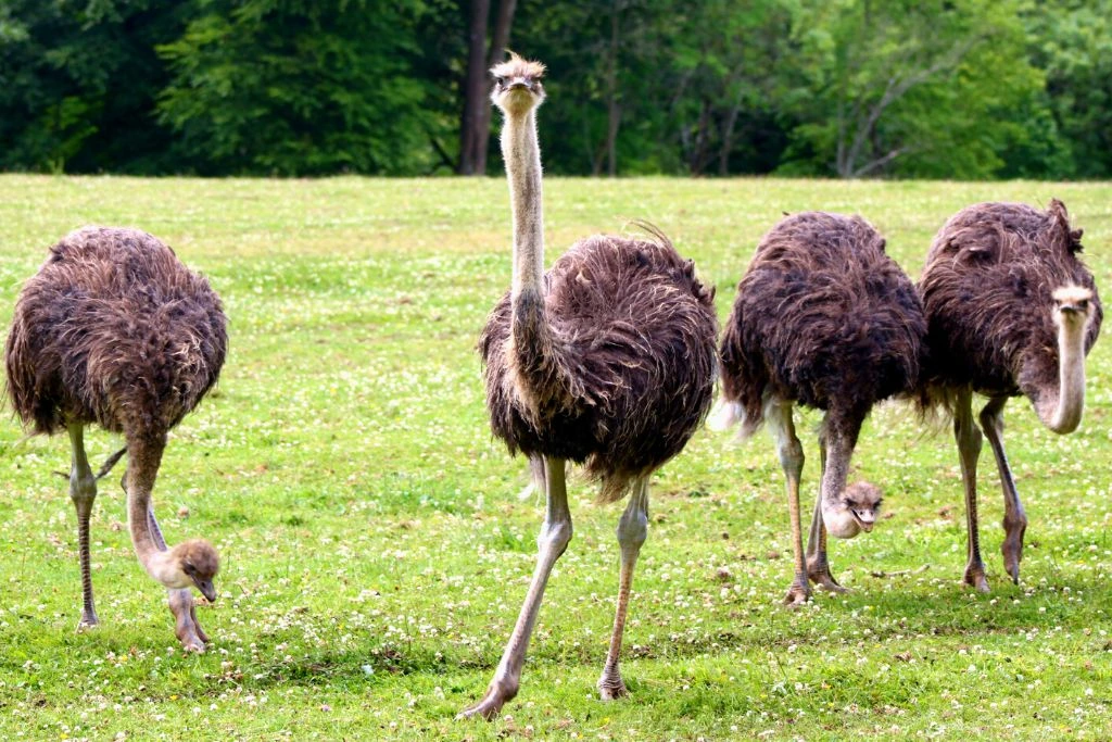 group of ostriches standing next to each other while some are eating