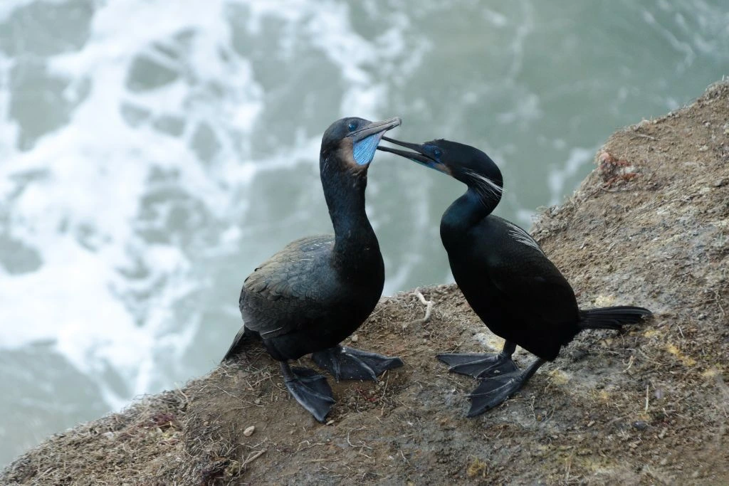 A couple of Brandt's cormorants standing on the side of a cliff