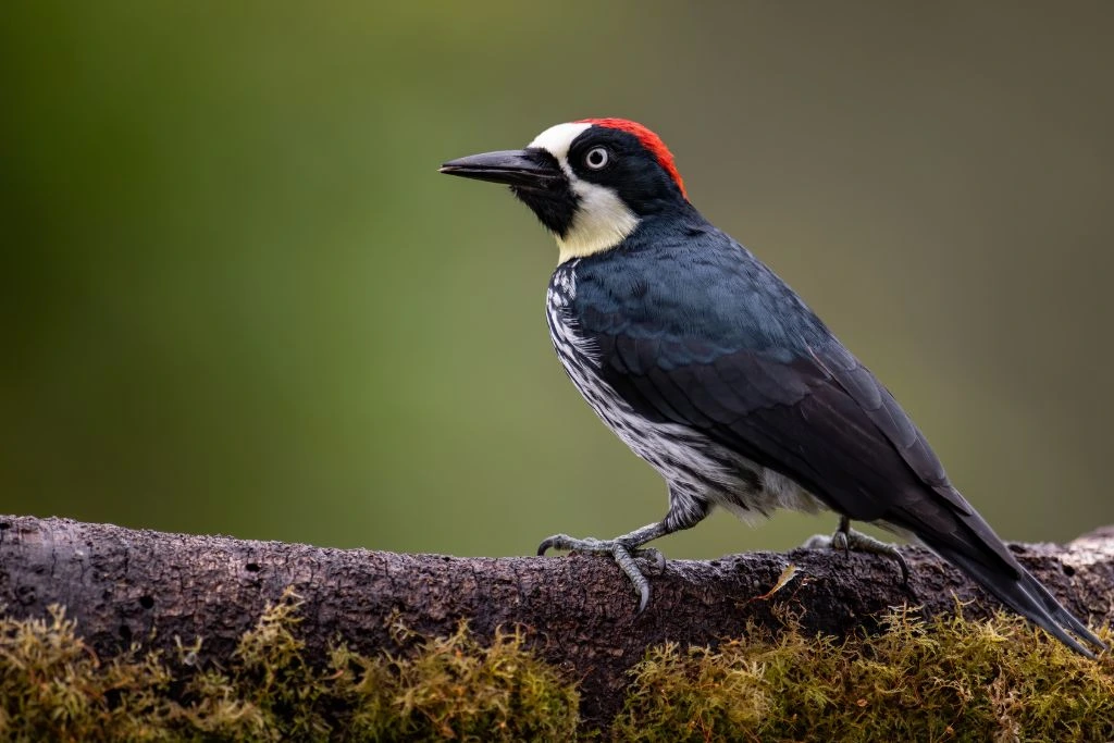 Acorn Woodpecker standing on a tree branch in an outdoor setting