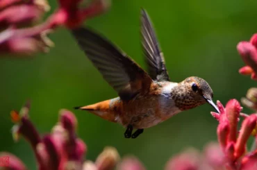 a flying hummingbird on a blurred background