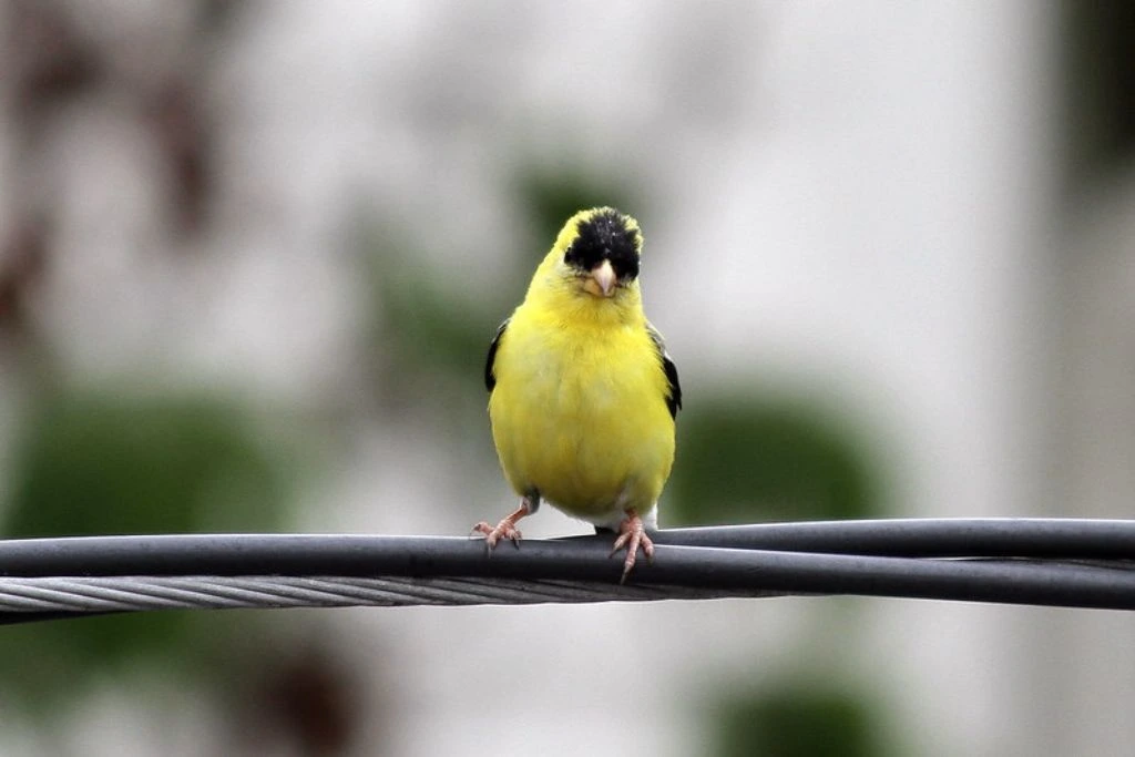American Goldfinch perched on cable wires