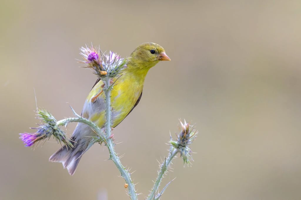 American Goldfinch perched on a stalk of wildflowers