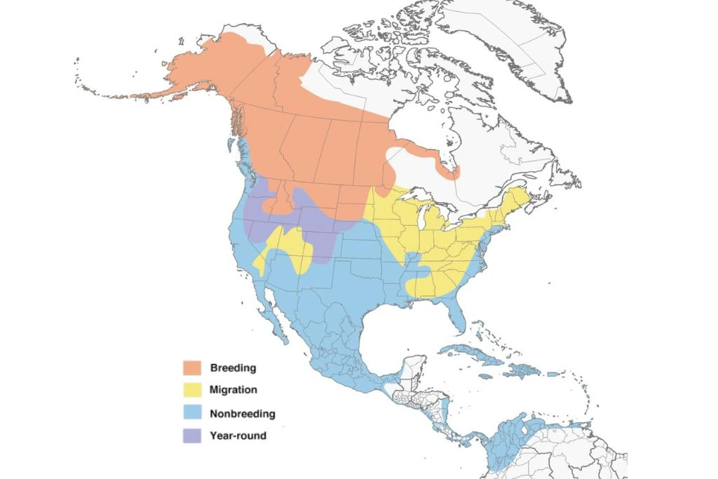 American Wigeon Range Map