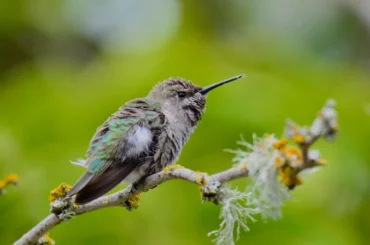 Anna Hummingbird resting on a branch