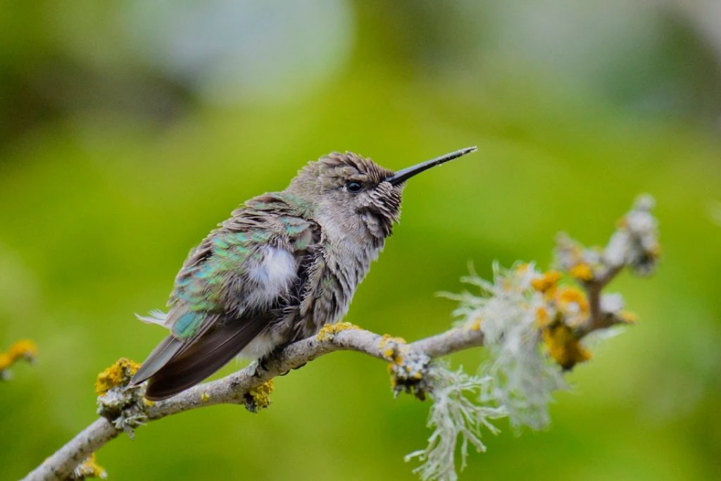 anna's hummingbird perching on a twig 