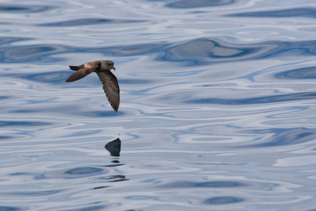 Ashy Storm Petrel Flying above the body of water