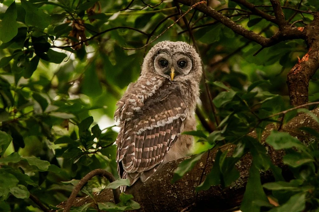 Baby Barred Owl resting on a tree branch in nature