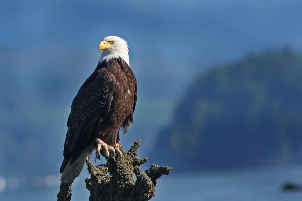 Bald Eagle perched on the tree branch
