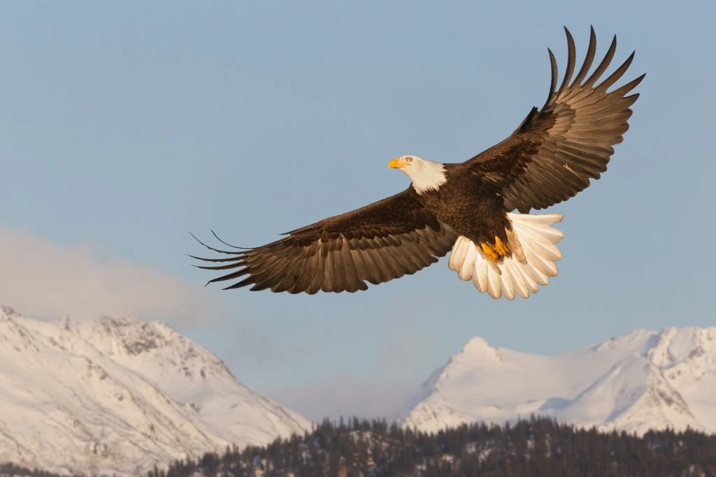 Bald Eagle Flying in the sky