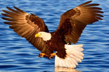 Bald eagle flying above the sea