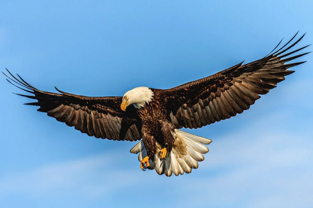 Bald Eagle flying with a background of blue sky