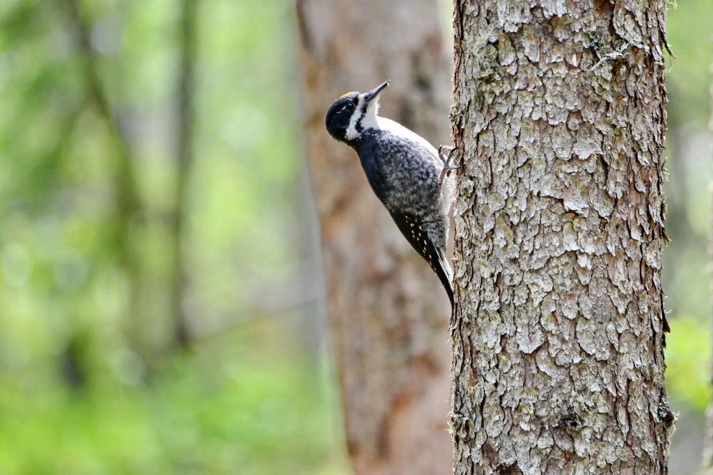 Black-Backed Woodpecker standing on the side of the tree trunk