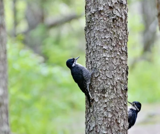17 Woodpeckers Found in California