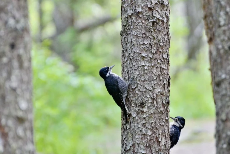 Black-Backed Woodpeckers resting on a tree bark