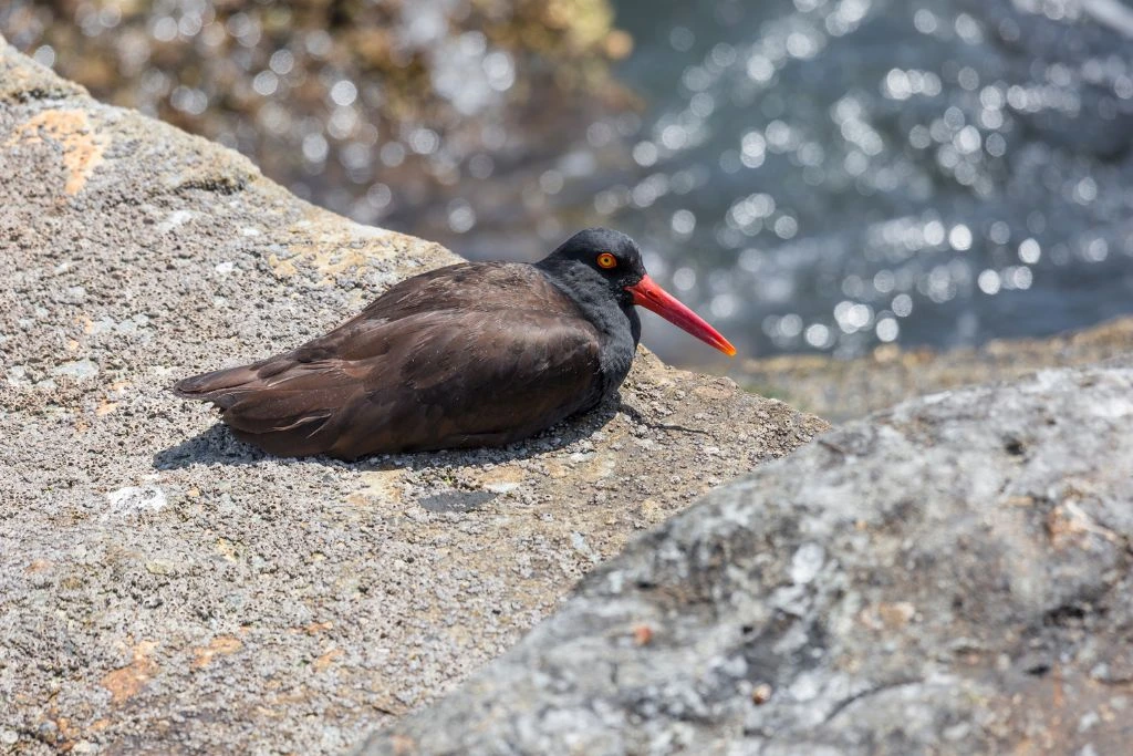 Black Oystercatcher resting on a cliff