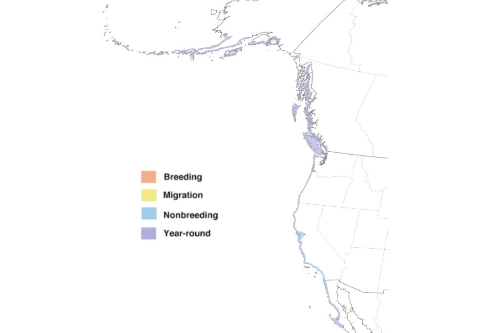 Black Oystercatcher Range Map