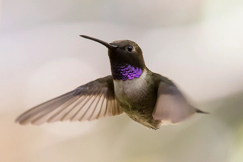 Black chinned hummingbird flying with a blurry background