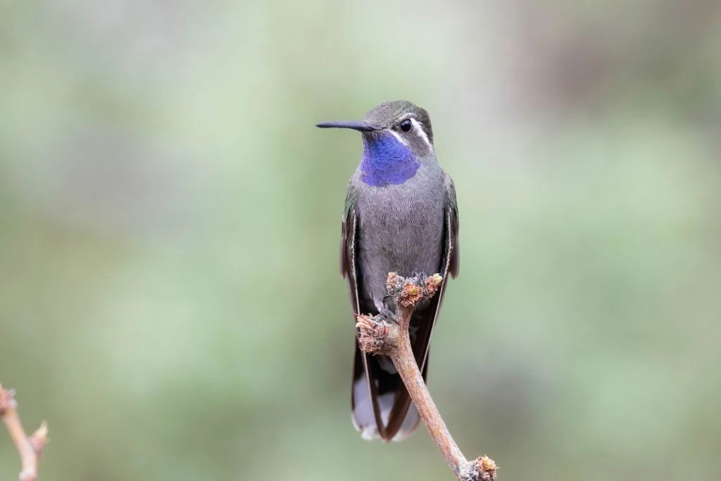 Blue-Throated Mountain-Gem perching on twig