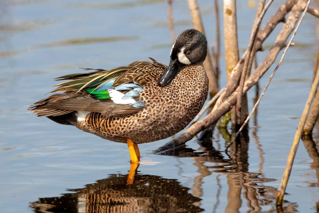 Blue winged teal standing in the body of water