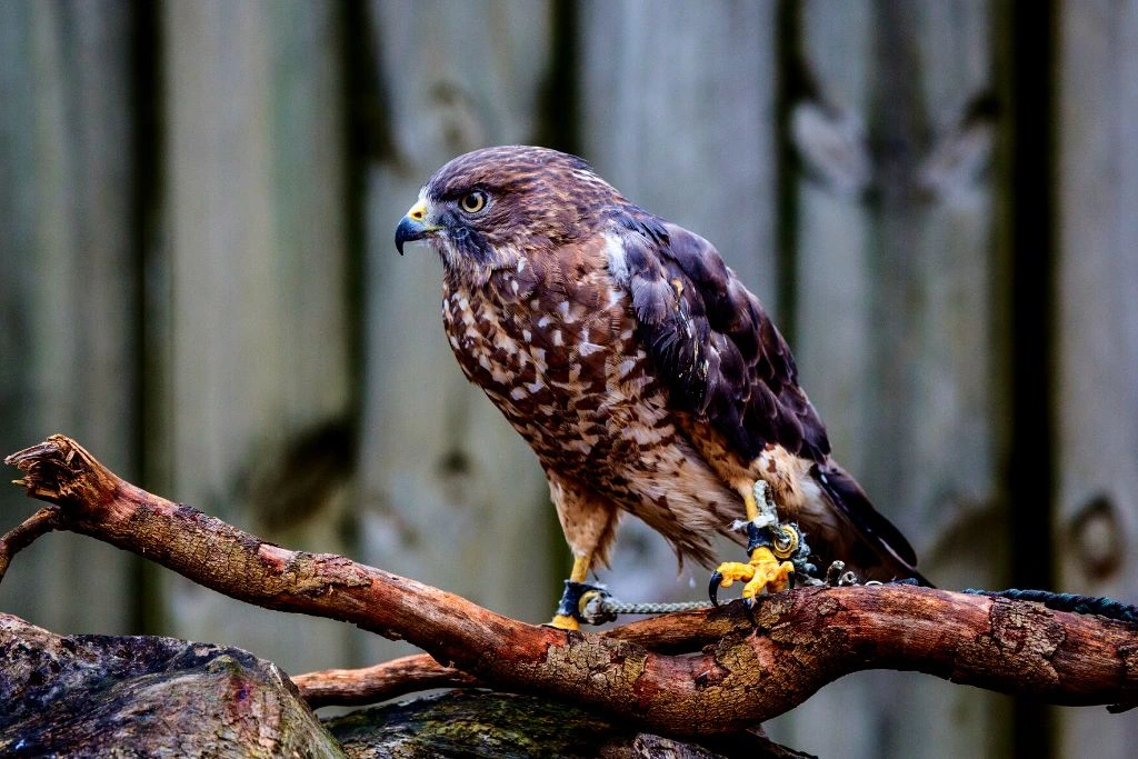 Broad-winged Hawk standing on a branch of a tree