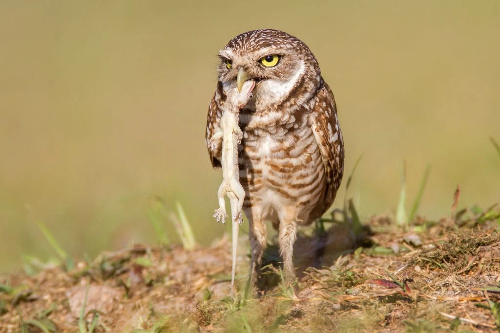 Burrowing Owl Eating a lizard in nature