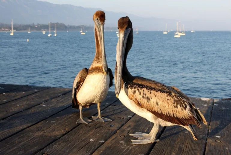 California Pelicans standing on the pier