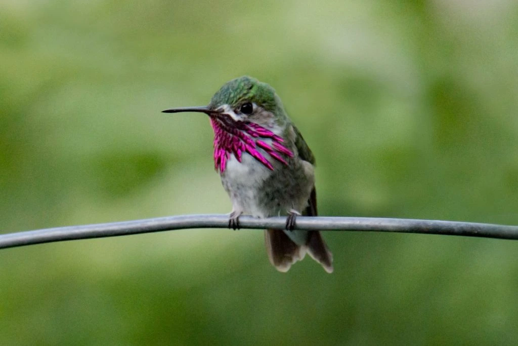 Calliope Hummingbird perching on twig