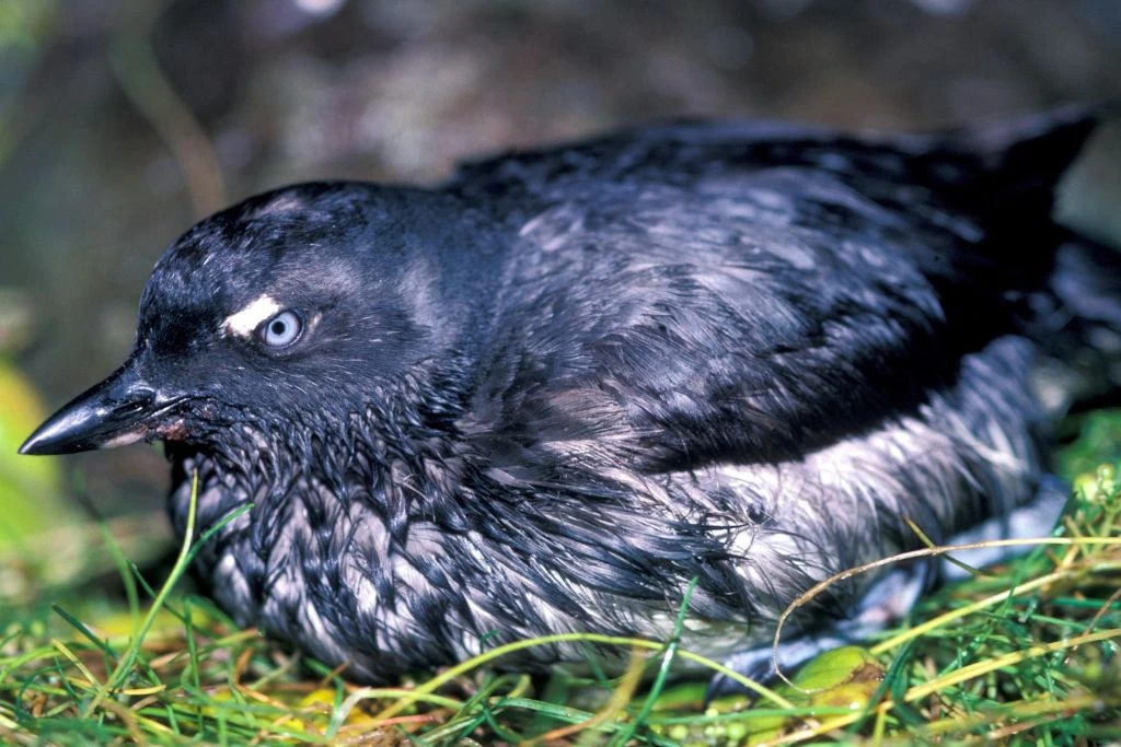 Cassin’s Auklet sitting on the grass
