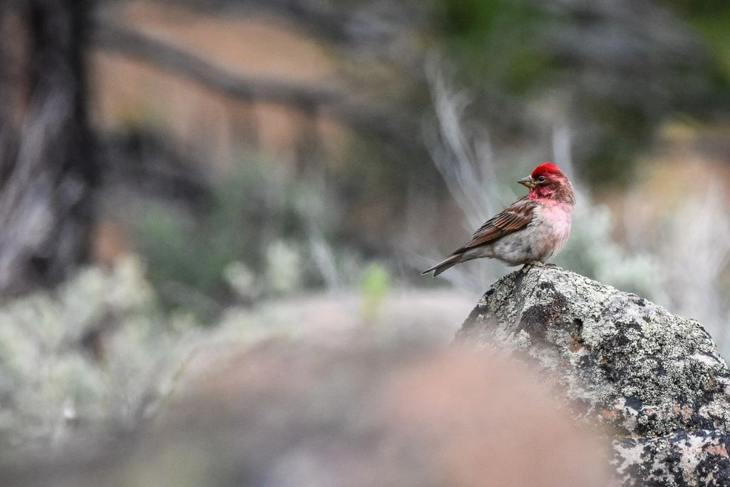 Cassin’s Finch perched on a stone