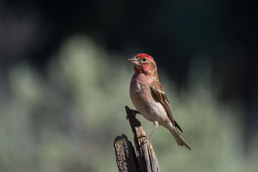 Cassin’s Finch perched on a broken wood branch