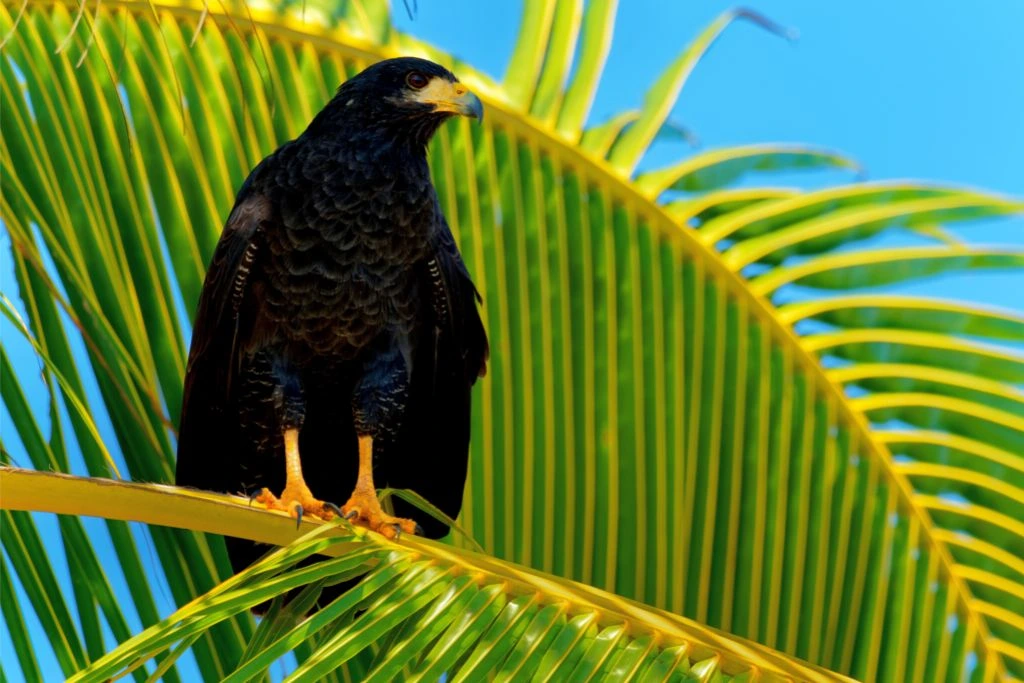 Common Black Hawk standing on a stem of a tree in an outdoor environment