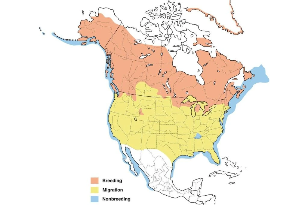 Common Loon Range Map