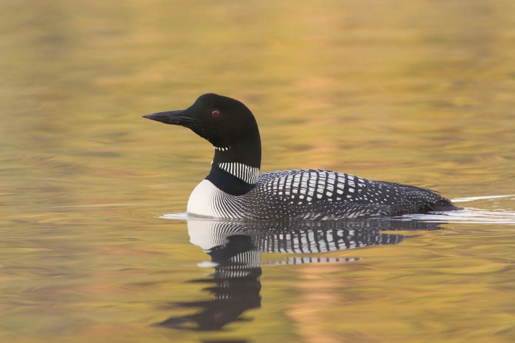Common Loon swimming in the body of water