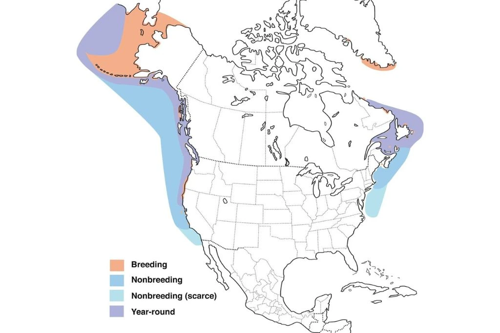 Common Murre Range Map