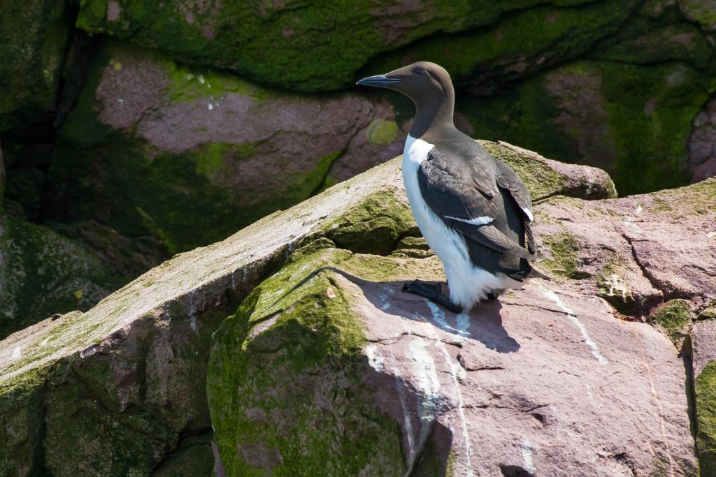 Common Murre standing near a cliff