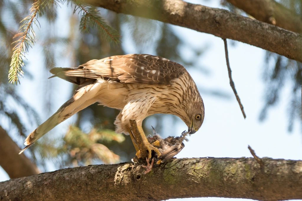Cooper's Hawk eating its prey while on the tree branch
