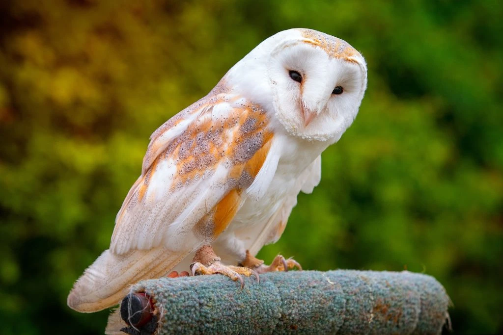 Barn Owl standing on the bird perch stand
