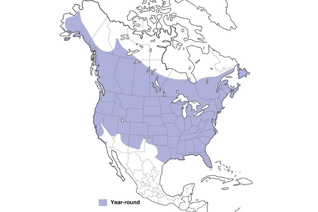 Downy Woodpecker Range Map